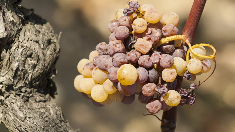 Fotografija: Kako deluje plemenita plesen ali gniloba: naluknja zaradi zrelosti že precej tanko kožico, voda iz jagode izhlapi, ostane sladka rozina z nekaj novimi aromami. FOTO: Shutterstock