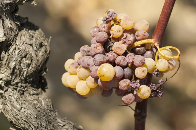 Kako deluje plemenita plesen ali gniloba: naluknja zaradi zrelosti že precej tanko kožico, voda iz jagode izhlapi, ostane sladka rozina z nekaj novimi aromami. FOTO: Shutterstock