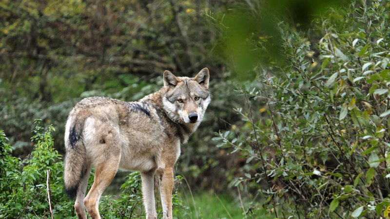 Fotografija: Po zadnjih podatkih v Sloveniji živi okoli 120 volkov v 12 tropih. Do konca leta naj bi bili znani rezultati monitoringa za sezono 2022/2023. FOTO: Denis Bringard/AFP