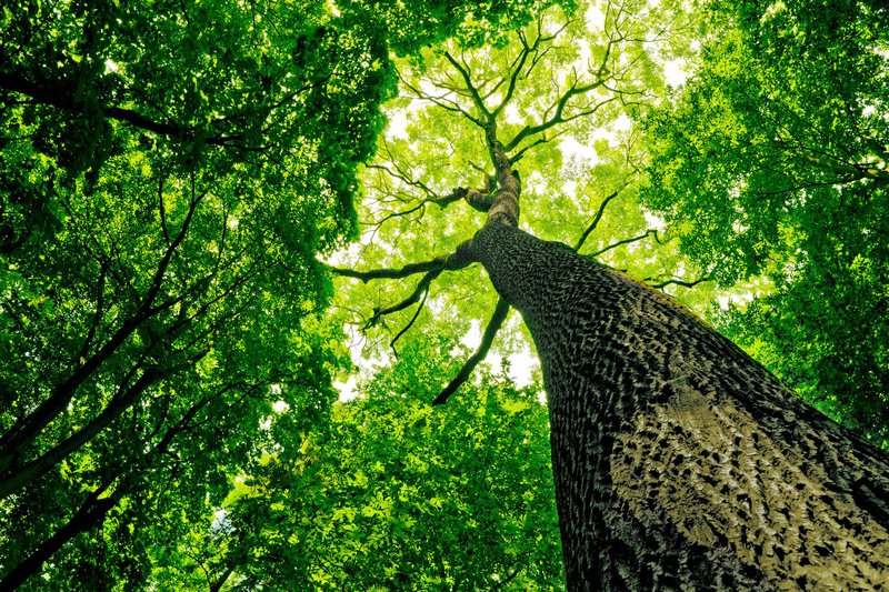 Fotografija: Evropska unija je napovedala ambiciozen načrt: posaditev kar treh milijard dodatnih dreves do leta 2030. FOTO: Depositphotos