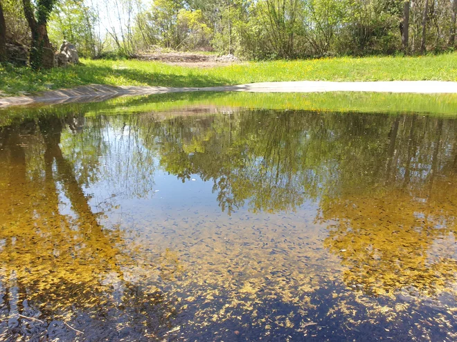 Kal na Stajcah je podobno velik kal v Vojščici, v njem kar mrgoli življenje. FOTO: Manja Rogelja