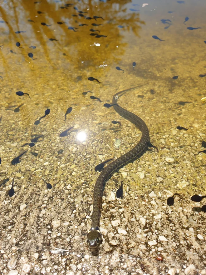 V kalih je polno paglavcev in tudi lepa belouška. FOTO: Manja Rogelja