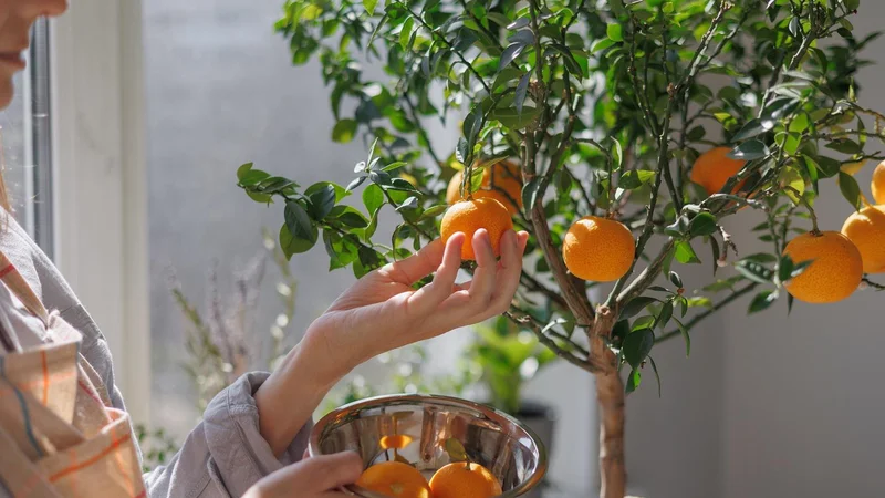 Fotografija: Citrusa v loncu ne prezimujemo v ogrevanem stanovanju. FOTO: My July, Shutterstock