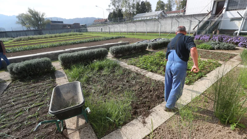 Namen različnih izobraževalnih in drugih programov je, da se obsojenci usposobijo za življenje na prostosti s pridobivanjem delovnih kompetenc, obenem pa, da se odpravijo tveganja za ponavljanje kaznivih dejanj. FOTO: Dejan Javornik/Delo