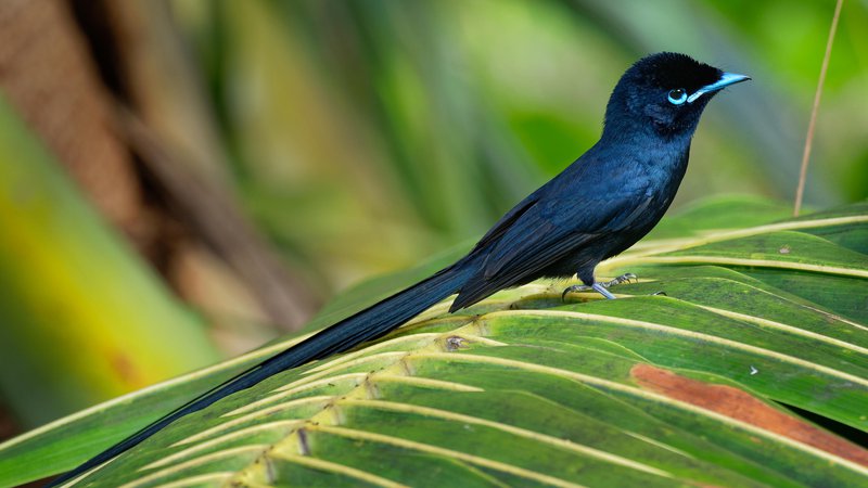 Fotografija: Malo črno ptico smo skoraj prignali do izumrtja. Zanimivo pri njej je, da ima relativno majhno genetsko raznovrstnost. Foto Martin Pelanek/Shutterstock