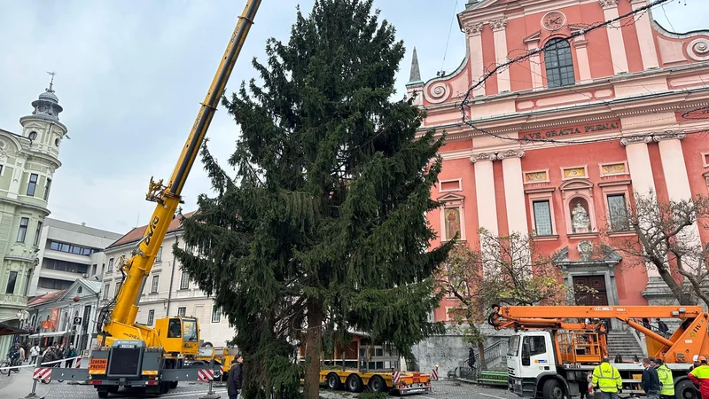 Fotografija: Praznična smreka na Prešernovem trgu je že postavljena.
FOTO: Voranc Vogel/Delo