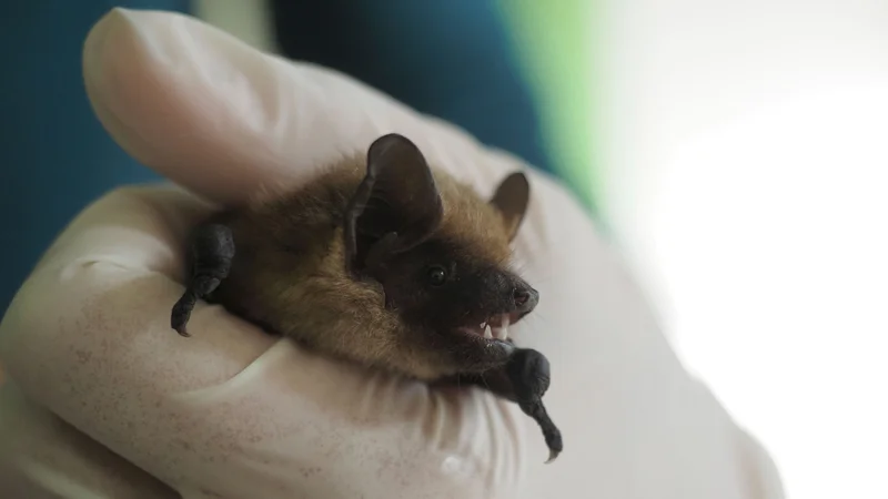 Pozni netopir (Eptesicus serotinus) živi tudi pri nas, najraje prebiva na cerkvenih podstrešjih in v jamah. FOTO: Guillaume Souvant/AFP