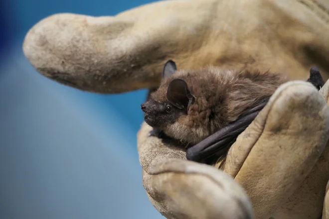 Pozni netopir (Eptesicus serotinus) FOTO: Guillaume Souvant/AFP