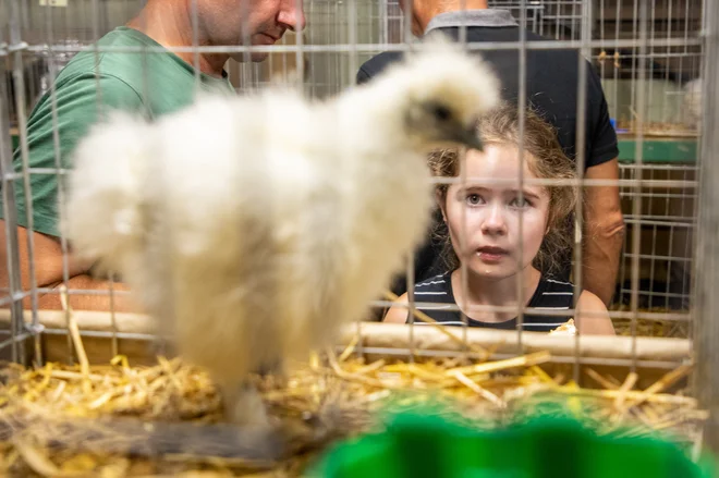 Ne morem mimo spominov, kakšne lepe spomine iz mladih let imam na živalski svet; kakšen odnos smo imeli.FOTO: Voranc Vogel/Delo