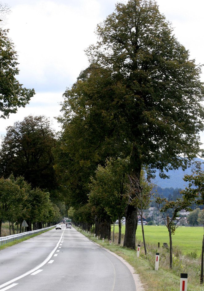 Napoleonov drevored v Logatcu velja za najdaljši obcestni drevored v Sloveniji. Po ustnem izročilu naj bi ga okoli leta 1810 zasadili v spomin na poroko med Napoleonom Bonapartejem in Marijo Luizo, hčerjo avstrijskega cesarja Franca I. FOTO: Wikipedija