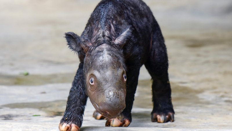 Fotografija: Sumatranskih nosorogov je manj kot petdeset. FOTO: Handout AFP