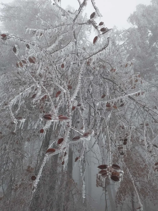 Žled v Zrečah. FOTO: Matej Vok/Neurje.si