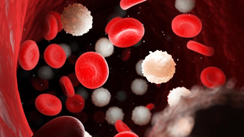 Fotografija: Rakastih bolezni krvi in krvotvornega sistema je več kot 130. FOTO: Shutterstock

 