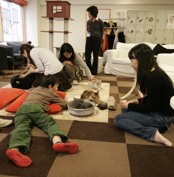 Prvo mačjo kavarno so v Tokiu odprli leta 2005, zdaj pa jih je na Japonskem že več kot 150. Na fotografiji je prizor iz mačje kavarne Calico v zahodnem Tokiu. FOTO: Michael Caronna/Reuters