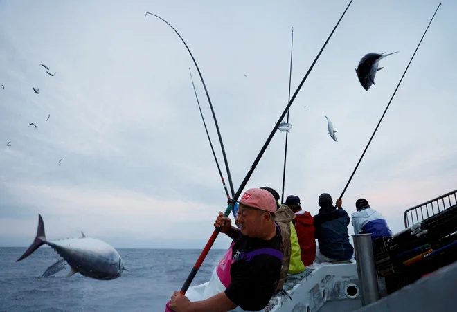 Tunolov je za Japonce mala malica. FOTO: Kim Kyung-hoon Reuters