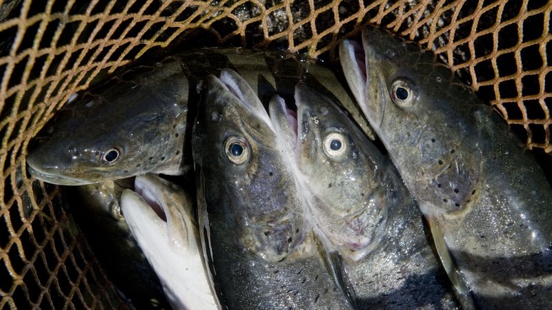 Fotografija: V Savi živi tretjina slovenskih sladkovodnih ribjih vrst, tudi sulec. FOTO: Srdjan Zivulovic/Reuters