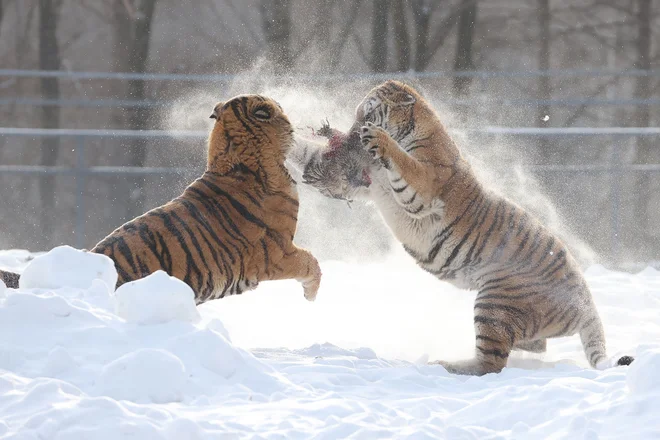 Sibirska tigra se borita za živega piščanca, ki so ga spustili v ogrado v parku sibirskih tigrov v mestu Hailin v kitajski severovzhodni provinci Heilongjiang. Foto: Stringer/Afp