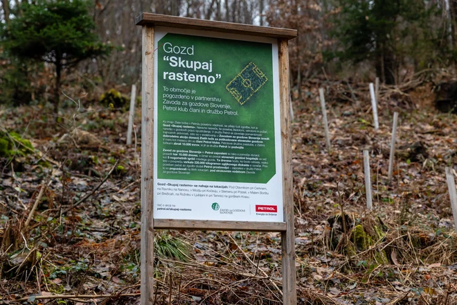 Zavod za gozdove Slovenije in zaposleni na Petrolu so s pomočjo donacij posadili kar 10.000 dreves. Pogozdovali so na 7 lokacijah po Sloveniji. FOTO: Črt Piksi