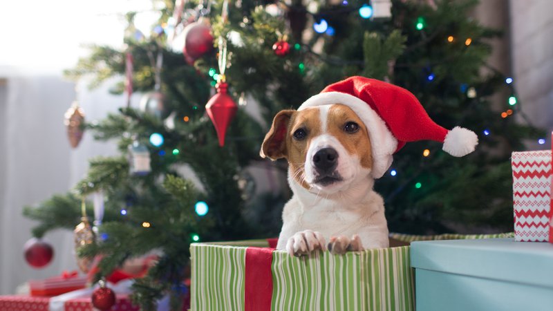 Fotografija: Živali niso božično darilo. FOTO: Tiplyashina Evgeniya, Shutterstock