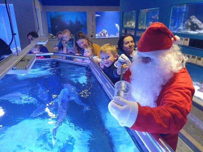 Božiček razveselil otroke, ribe in rake v akvariju. Foto Manja Rogelja