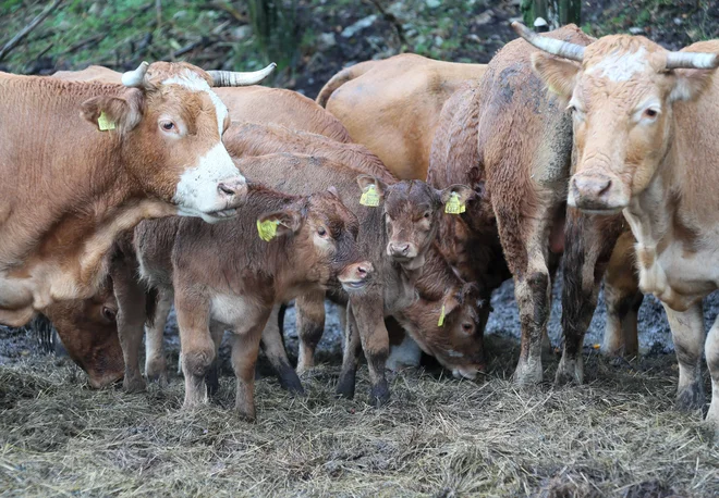 Uradna veterinarka v zapisniku sploh ni zapisala, v kakšnem stanju so bile živali, zato je bila odločba o odvzemu goveda po presoji kmetijskega ministrstva nezakonita. Postopek ponovnega odločanja bo izvedel drug uradni veterinar. Fotografija je simbolična. FOTO: Dejan Javornik/Slovenske novice