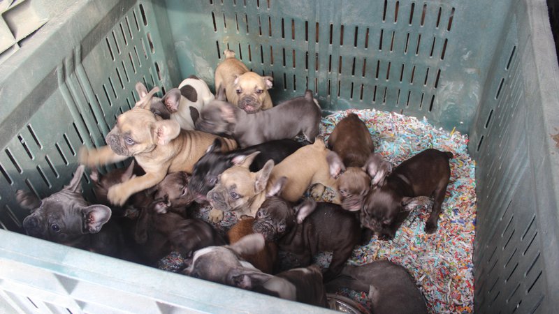 Fotografija: Zasegi tihotapljenih pasjih mladičiev na mejah niso redkost. (Fotografija je simbolična) FOTO: PU Murska Sobota