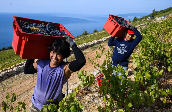 Na Hrvaškem so lani več kot 41.000 ali 35 odstotkov delovnih dovoljenj izdali državljanom azijskih držav, največ iz Nepala, Indije in s Filipinov. Na fotografiji so filipinski delavci, ki obirajo grozdje na Peljašcu. FOTO: Tom Dubravec/Cropix