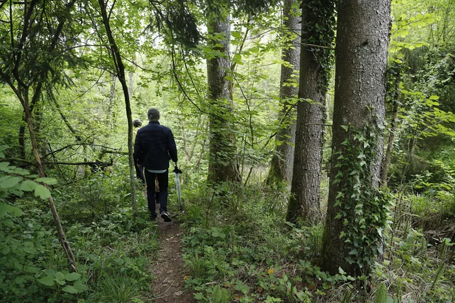 Ko sem leta 1961 zaključil gozdarsko srednjo šolo, sem se takoj zaposlil pri Gozdnem gospodarstvu Postojna. Razporejen sem bil na delovno mesto taksatorja oziroma v oddelek za izmero gozdov. FOTO: Leon Vidic/Delo (slika je simbolična).