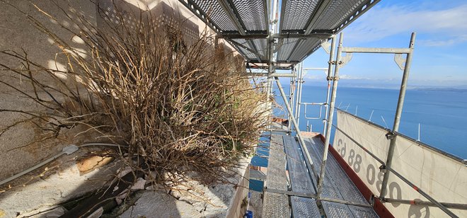 Na zvoniku so pred leti izurjeni plezalci že počistili plevel, toda številne rastline se ne dajo. Kapre in celo figa rastejo tik pod vrhom. Foto Boris Šuligoj
