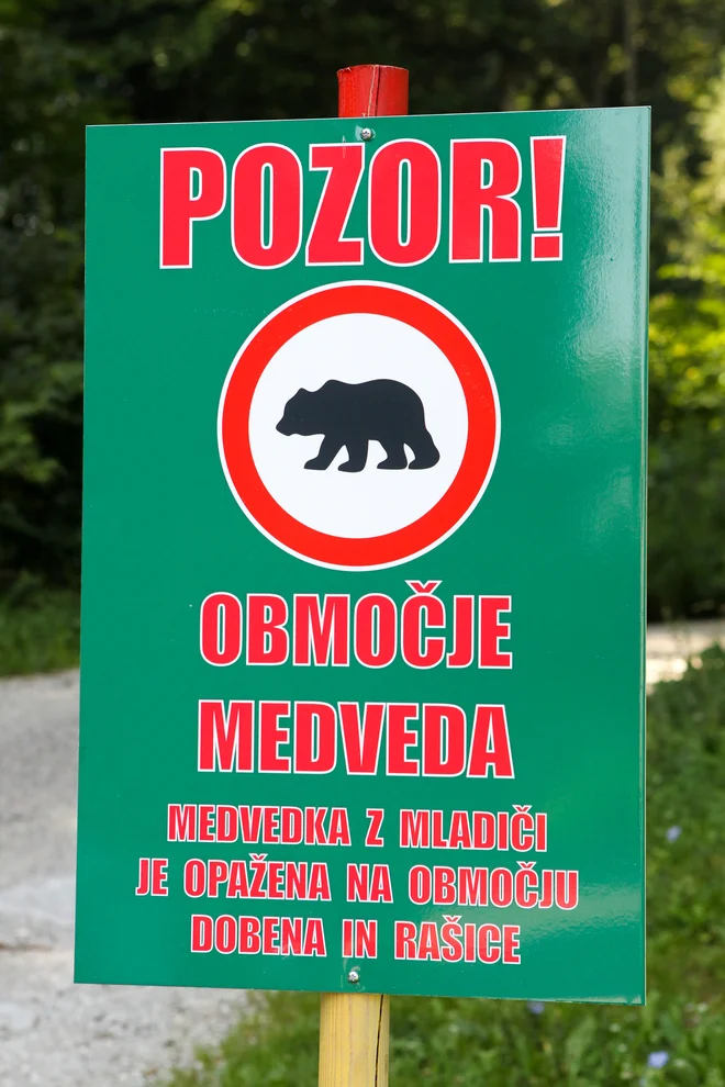 Pozabilo se je na lovsko etiko, saj se je streljalo vse videno, tudi vodeče medvedke.. FOTO: Marko Feist