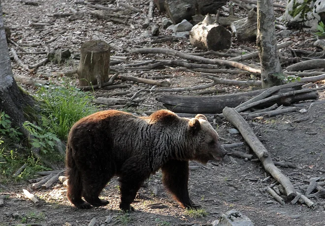 Medved je kot divjad velikega lova izgubil vso vrednost. Še v mojih bolj aktivnih časih je bil lov na medveda velik dogodek. FOTO: Ljubo Vukelič