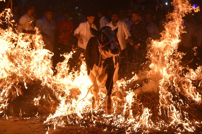 Moški vodijo kravo čez gorečo kopico sena, da bi si zagotovili srečo in zaščito za lastnike živine ob hindujskem prazniku Makar Sankranti v Bengaluruju Foto: Idrees Mohammed/Afp