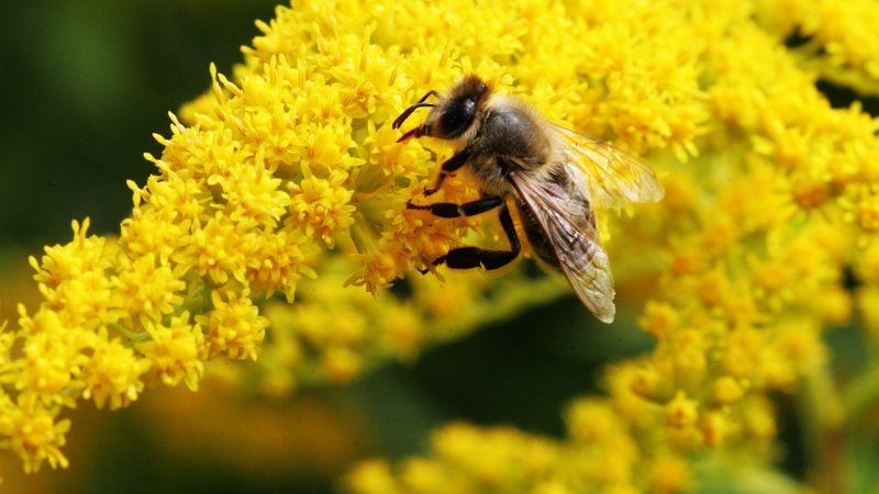 Fotografija: Zlata rozga je koristna za čebele in celo zdravilna, a je velika nadloga. Na vrtovih je verjetno še precej za zdaj spečih invazivnih bomb. FOTO: Igor Modic/Delo