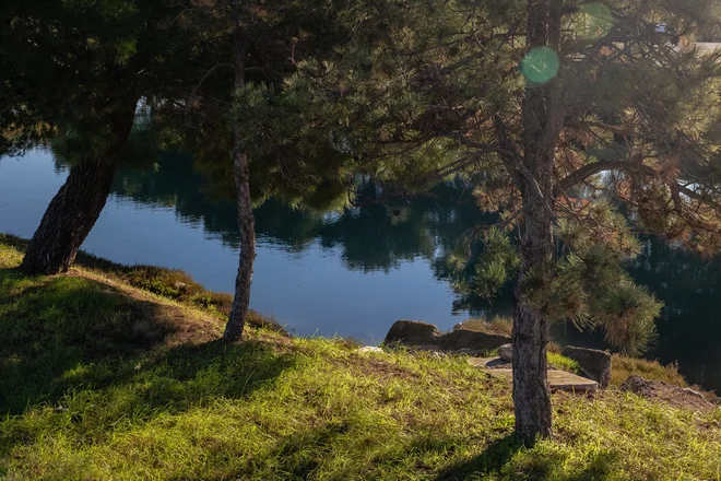 V Luki Koper redno skrbijo za odlično ozelenitev. FOTO: Črt Piksi