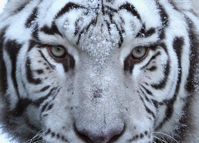 Portret kraljevega belega tigra Mumbai s snegom na obrazu v živalskem vrtu v belgijskem mestu Brugelet. Foto: Yves Herman/Reuters
