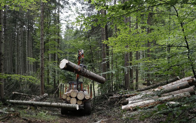 Slovenska družba bi morala uporabljati bistveno več lesa. FOTO: Blaž Samec/Delo