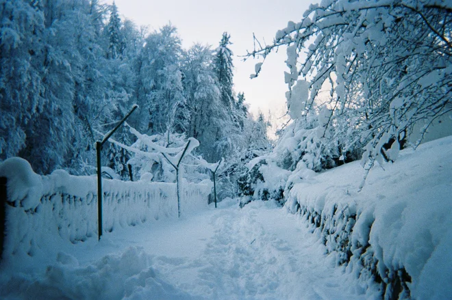 Tu se čas ustavi v prhutanju kril sinice, ki zoba sončnična semena, v žarkih sonca, ki talijo odtise volčjih šap v snegu. FOTO: Pia Prezelj