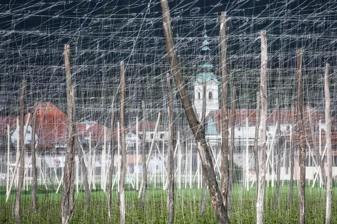 Njene fotografije včasih delujejo kot slike na platnu. Ta je nastala blizu Braslovč. FOTO: Andreja Ravnak