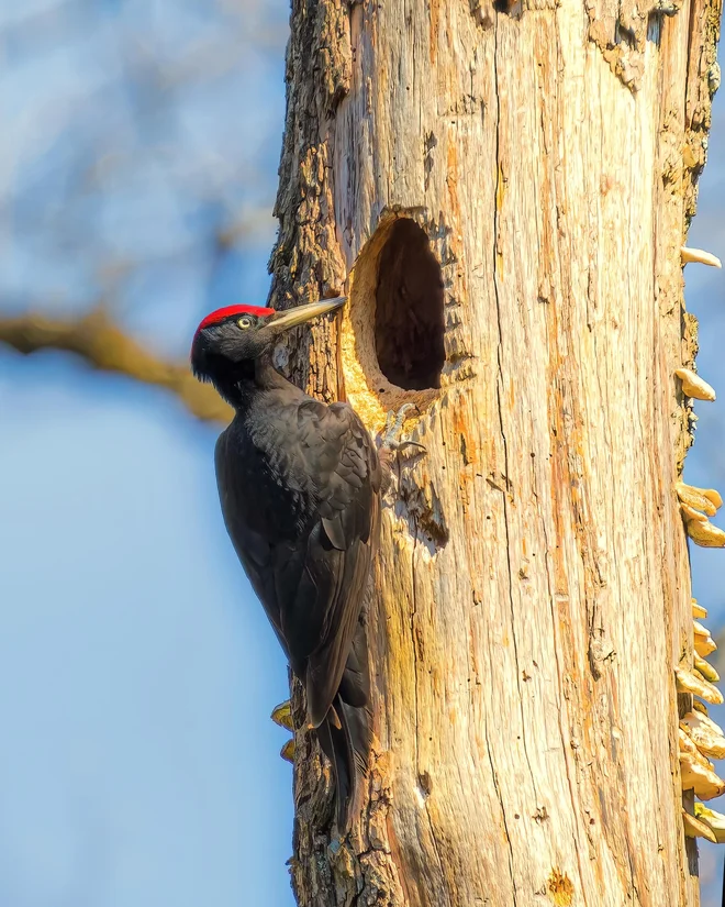 Črna žolna je med evropskimi žolnami največja in je hkrati tudi med najbolj ogroženimi predstavniki svoje družine. FOTO: Milan Mihalič