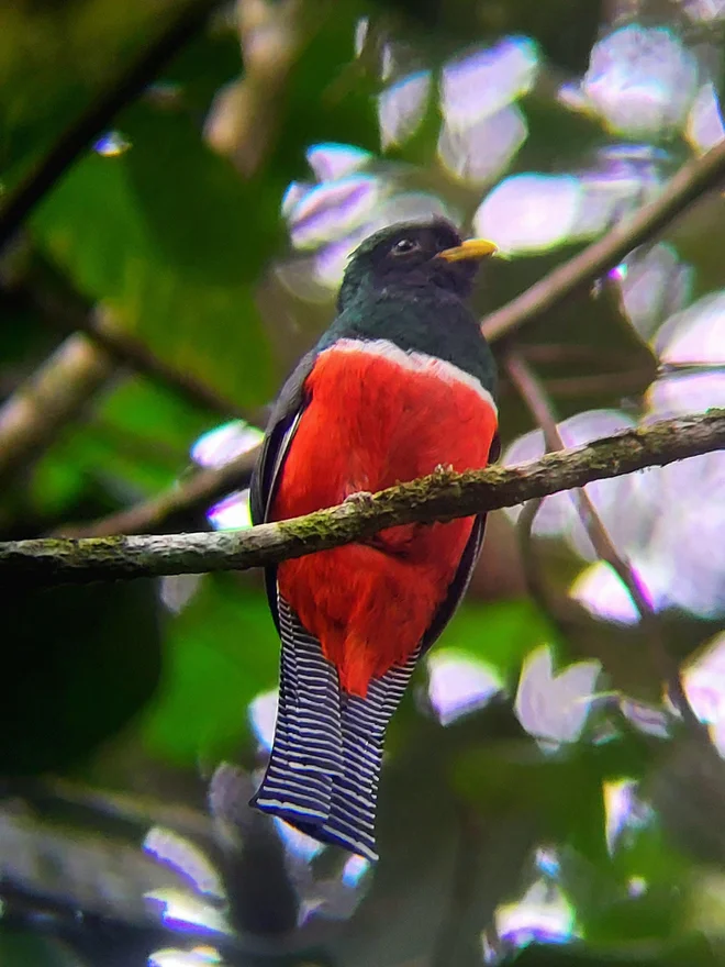 Ogrličasti trogon (Trogon collaris). FOTO: Boštjan Videmšek 