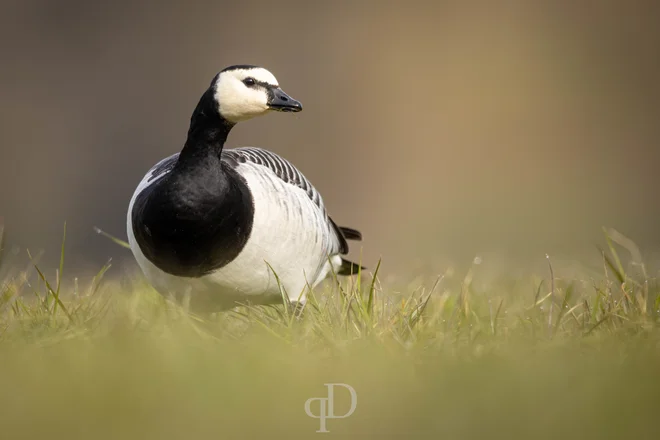 Belolična gos se zelo redko pojavi pri nas. FOTO: David Pirnat