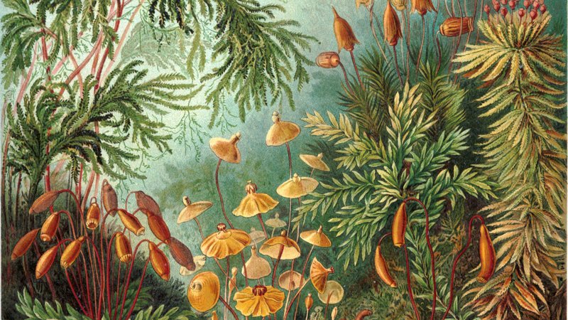 Fotografija: Svet gob, kot jih je leta 1904 upodobil biolog in umetnik Ernst Haeckel. FOTO: wikipedija
