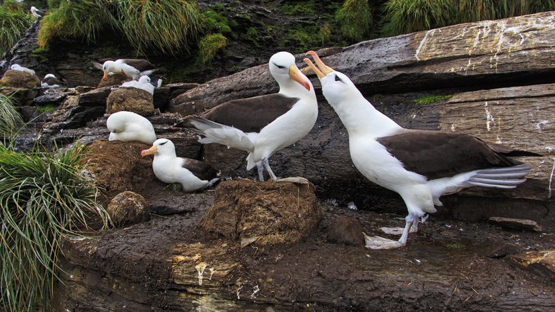Fotografija: Albatrosi so ogroženi, vendar niso na seznamu konvencije o ohranjanju selitvenih vrst. FOTO: Alain Mafart-Renodier, Biosphoto via AFP