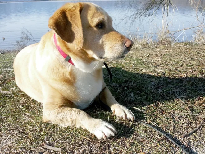 Milina na štirih tačkah. FOTO: Polona Malovrh
