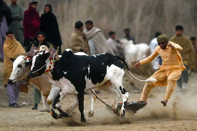 Kmet tekmuje na tradicionalni dirki z biki v Swabiju. Foto: Abdul Majeed/Afp