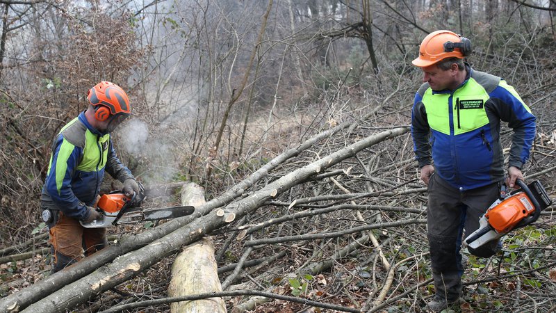 Fotografija: Na območju Rožnika bodo do konca marca odstranili še 21 bolnih, suhih in nevarnih dreves. FOTO: Tomi Lombar/Delo