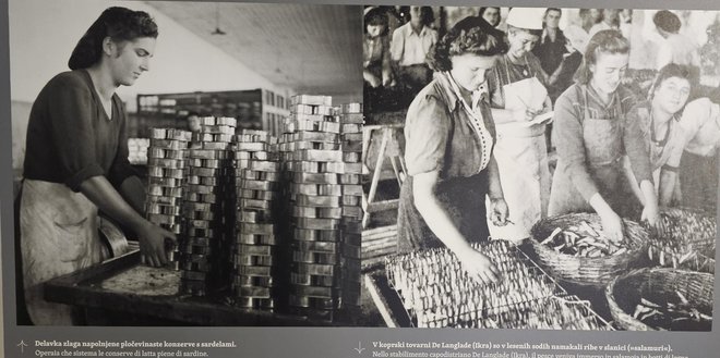 Ženske v ribji predelovalni industriji so bile pomemben steber izolskega ribištva. Foto Pomorski Muzej Piran
