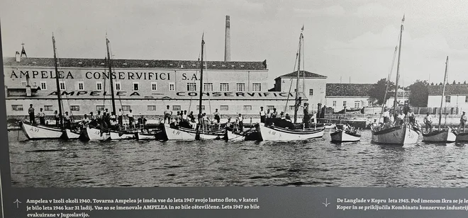 Ampelea je bil bivši Delamaris, s svojo bogato floto ribiških bark, ki so jih takoj po vojni odpeljali v hrvaške kraje. Foto Pomorski Muzej Piran