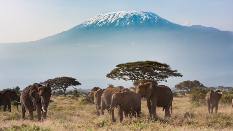 Fotografija: Sloni v ospredju in Kilimandžaro v ozadju. FOTO: Shutterstock
