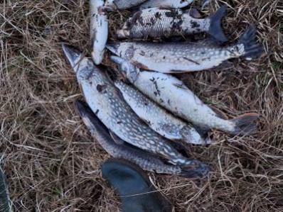 Mrtve ribe po razlitju gnojnice v potok Korotan blizu Postojne. FOTO: Sandi Curk